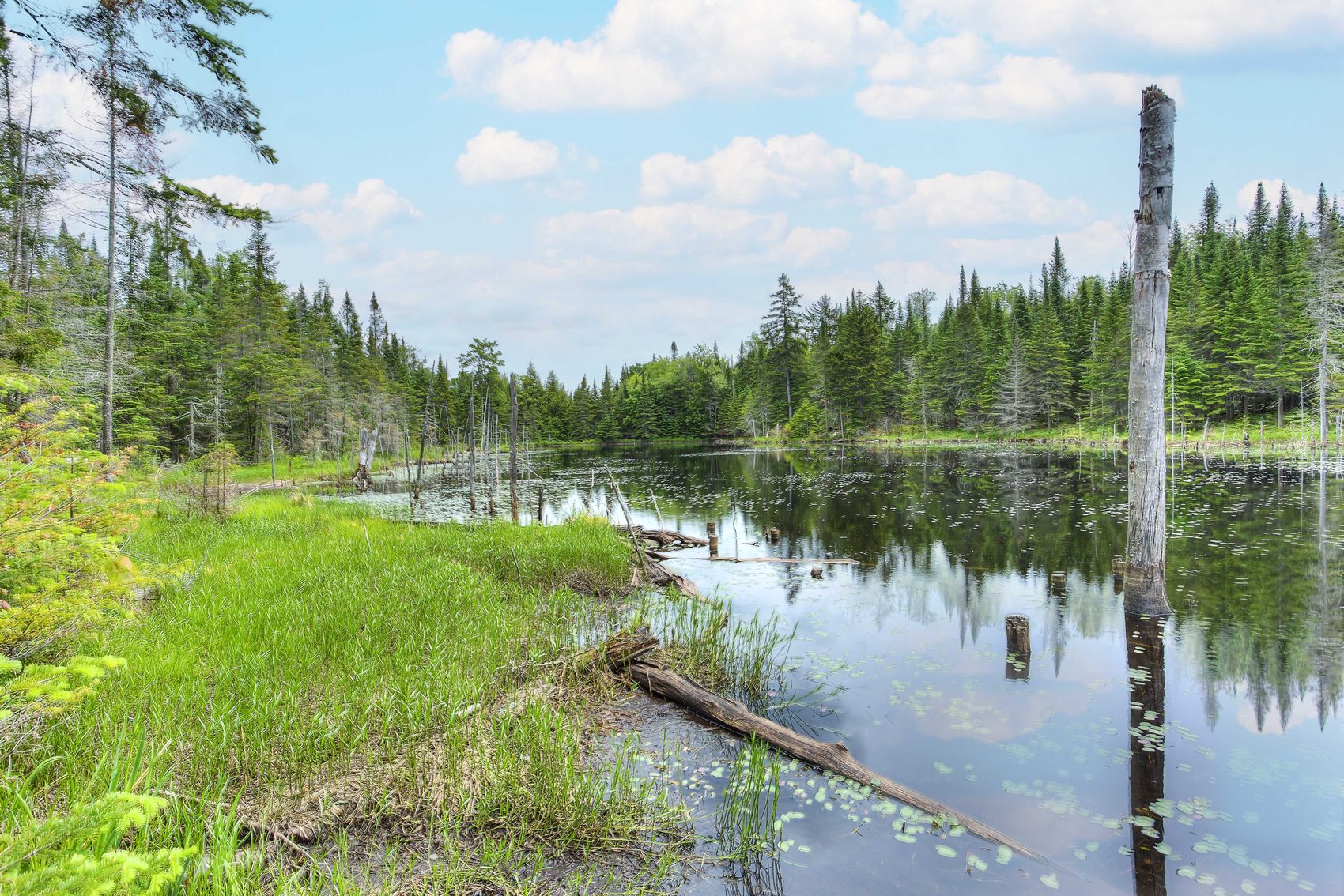Plan d'eau et forêt boréale
